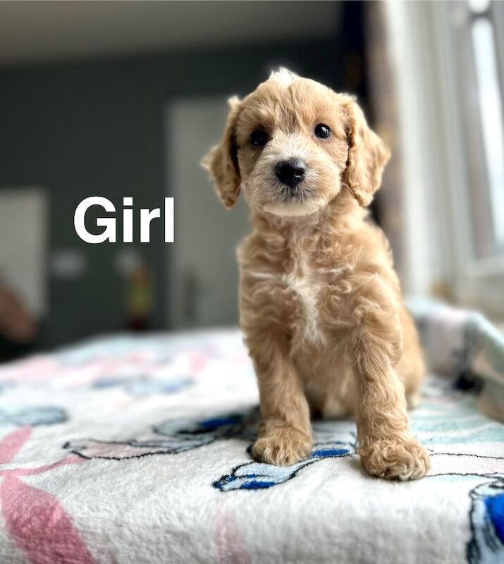 Maggie lovely litter of cockapoo puppies - Image 2 of 6