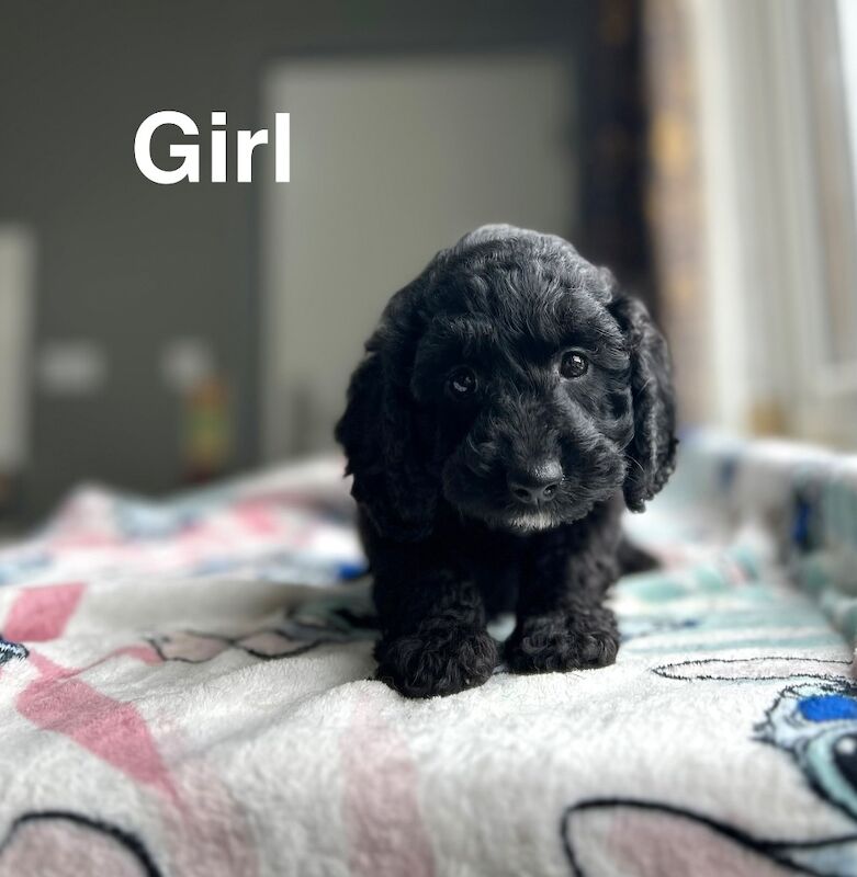 Maggie lovely litter of cockapoo puppies - Image 3 of 6