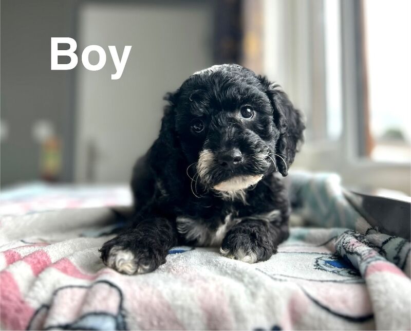 Maggie lovely litter of cockapoo puppies - Image 4 of 6