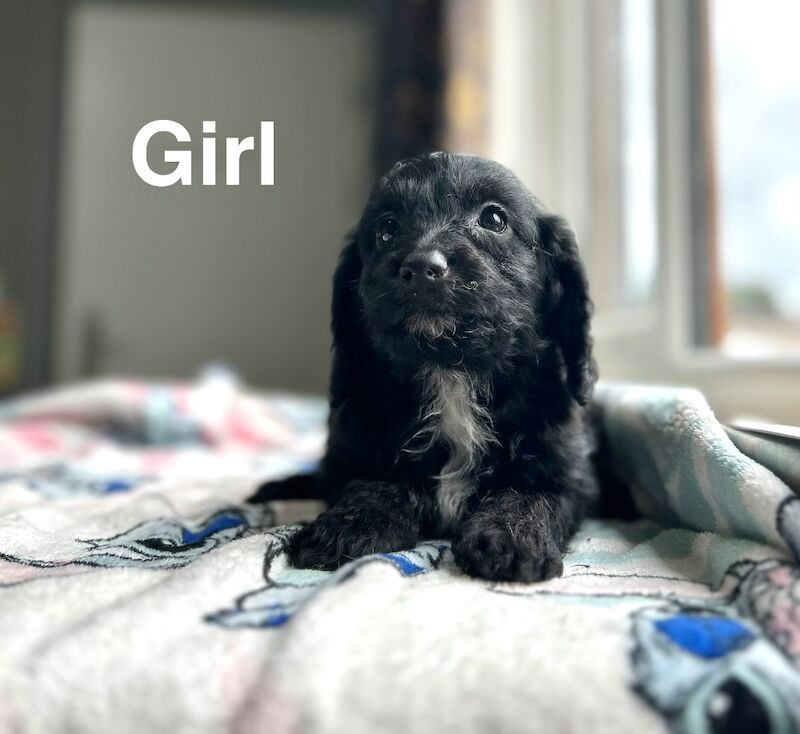 Maggie lovely litter of cockapoo puppies - Image 5 of 6