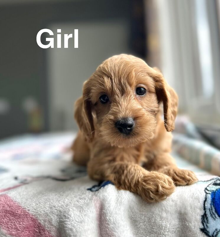 Maggie lovely litter of cockapoo puppies - Image 6 of 6