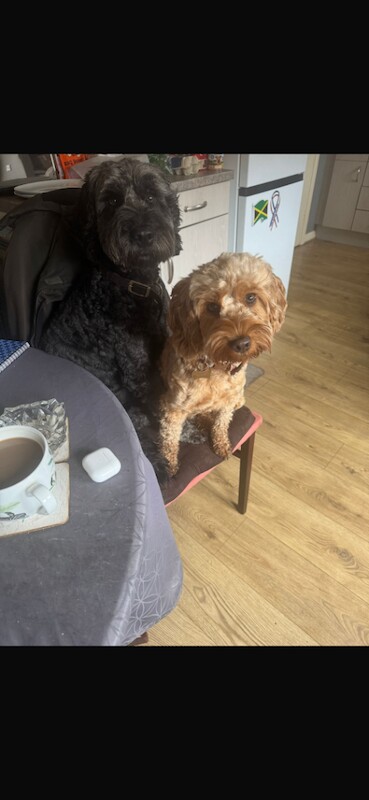 Cockapoo Puppies For Sale Under £1,000