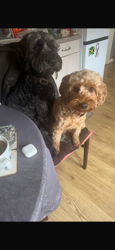 Male and Female Cockapoo for rehoming - Image 2 of 6