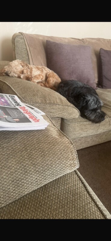 Male and Female Cockapoo for rehoming - Image 3 of 6