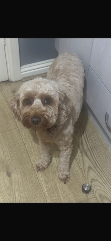 Male and Female Cockapoo for rehoming - Image 4 of 6