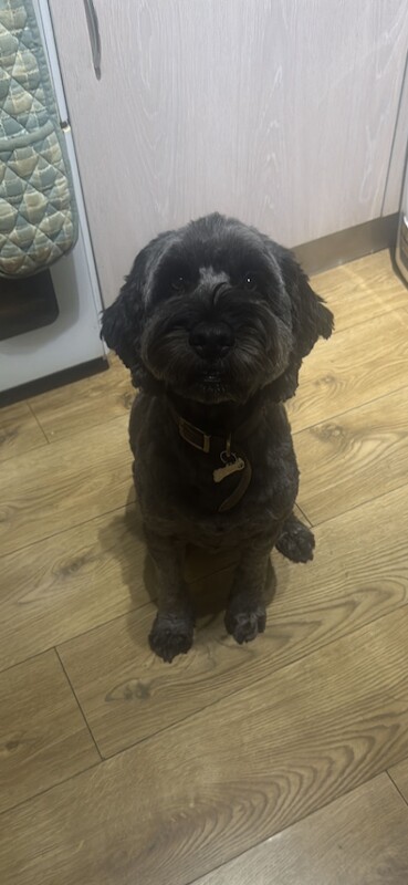 Male and Female Cockapoo for rehoming - Image 5 of 6