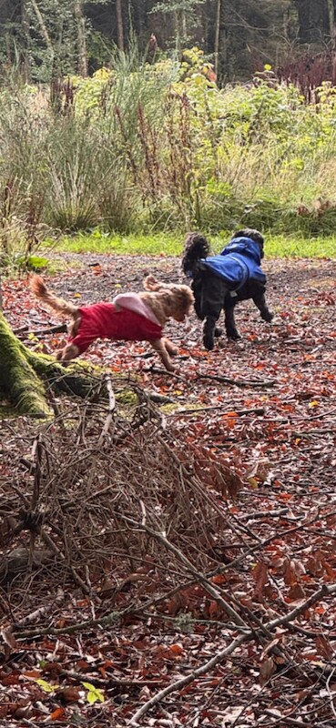 Male and Female Cockapoo for rehoming - Image 6 of 6