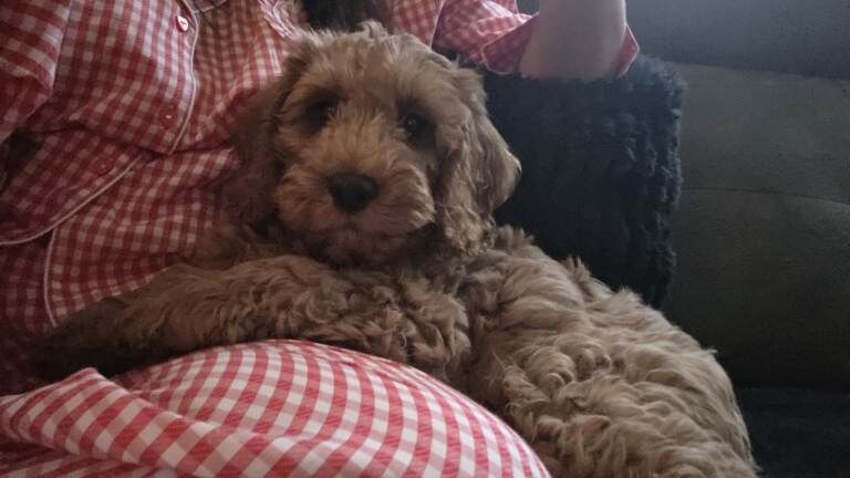 Cockapoo puppies for sale in Blantyre, Lanarkshire – 10 weeks old