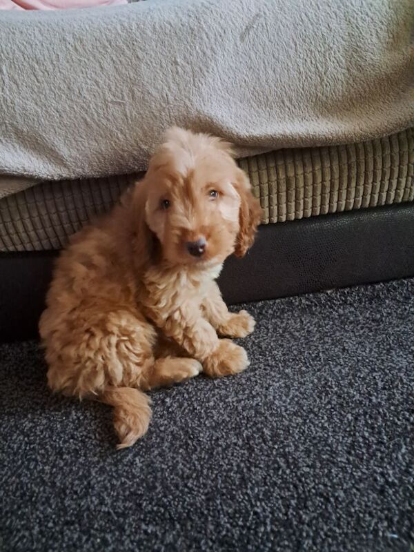 Cockapoo puppies for sale in Dudley, West Midlands – 9 weeks old