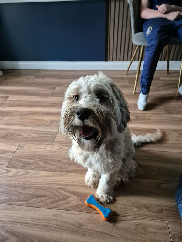 Male cockapoo for sale in Dunmurry, County Antrim