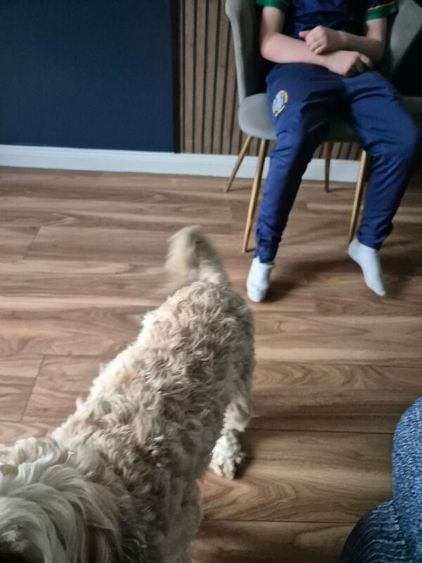 Cockapoo puppies for sale in Dunmurry, County Antrim – 2 years old - Image 2 of 2