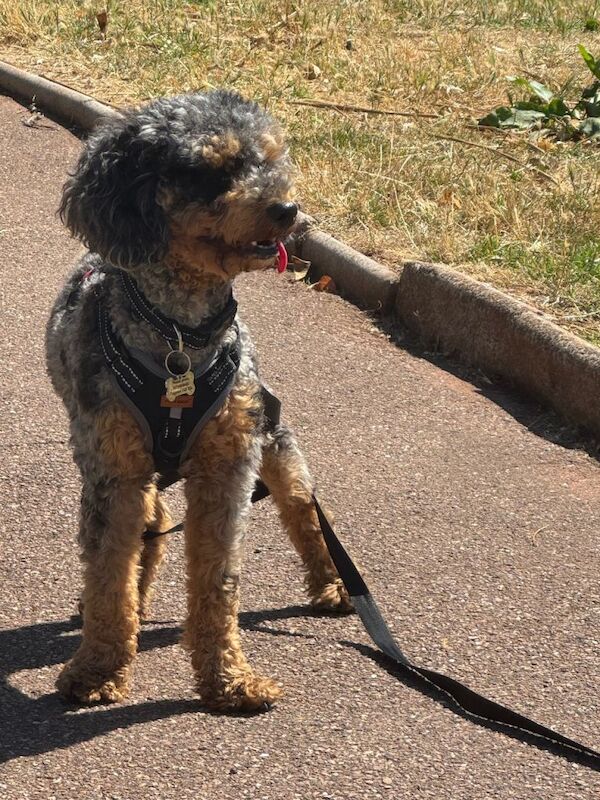 Male cockapoo for sale
