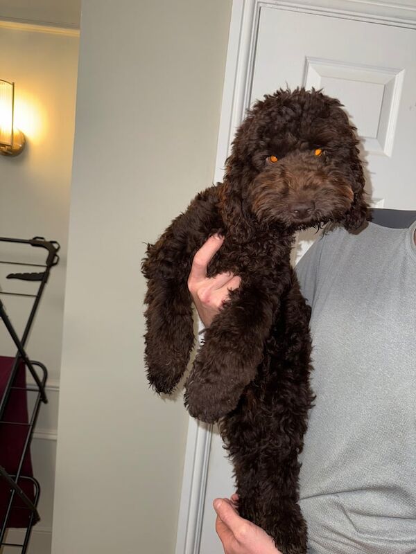 Cockapoo puppies for sale in Crook, Durham – 5 months old