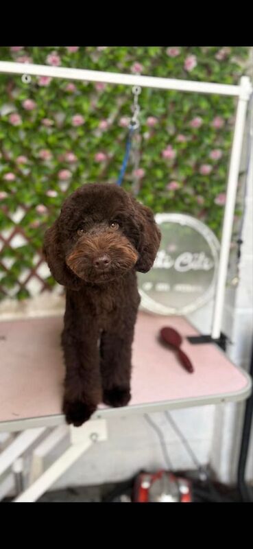Cockapoo puppies for sale in Crook, Durham – 8 months old - Image 2 of 4