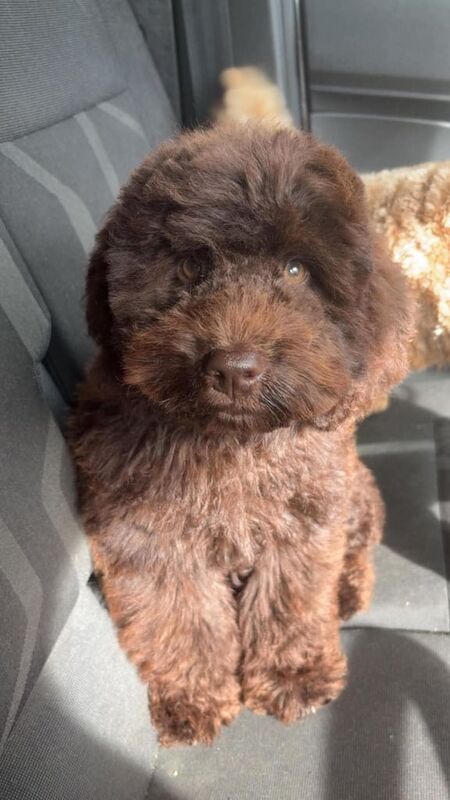 Cockapoo puppies for sale in Crook, Durham – 8 months old - Image 3 of 4