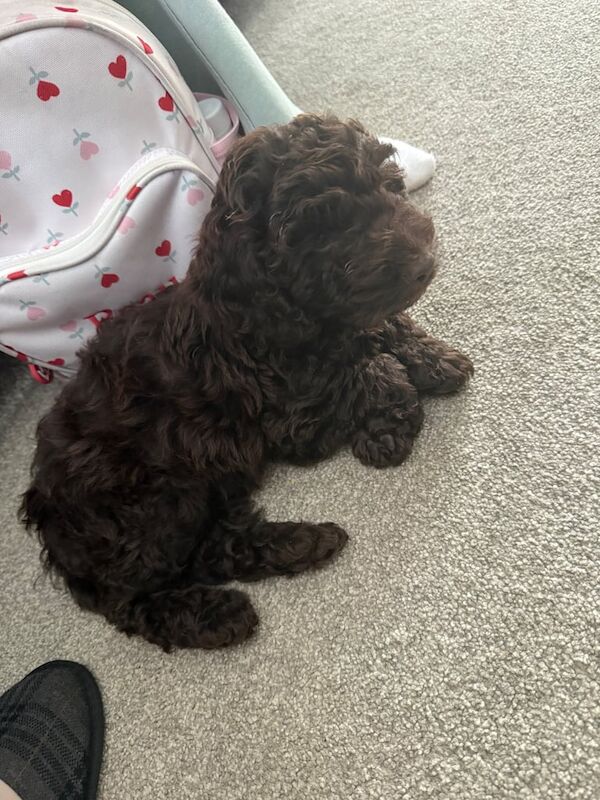 Cockapoo puppies for sale in Crook, Durham – 8 months old - Image 4 of 4