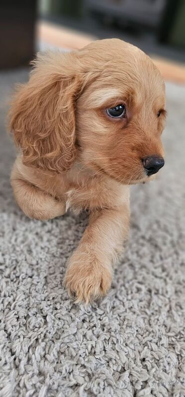 Cockapoo puppies for sale in Clevedon, Somerset – 8 weeks old