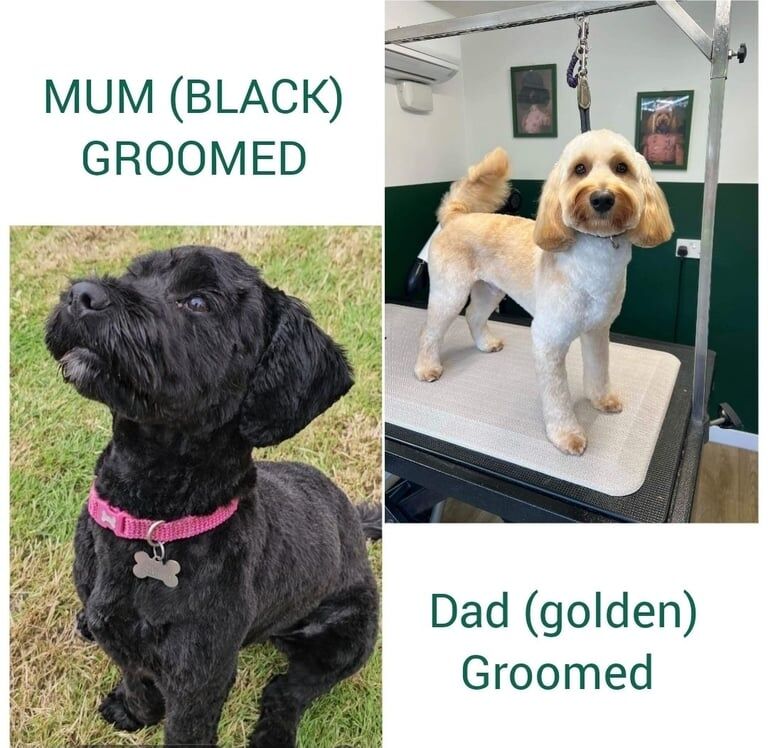 Cockapoo puppies for sale in Clevedon, Somerset – 8 weeks old - Image 2 of 2