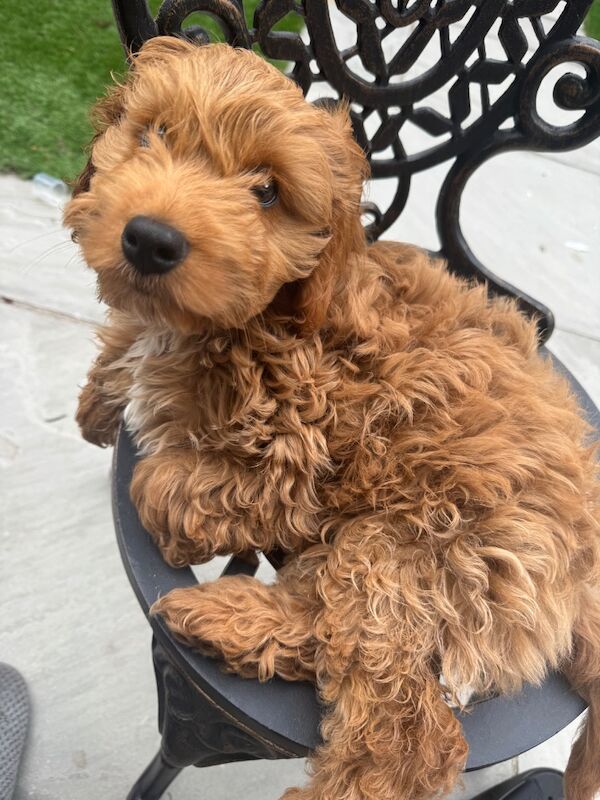 Male red cockapoo 12 weeks old