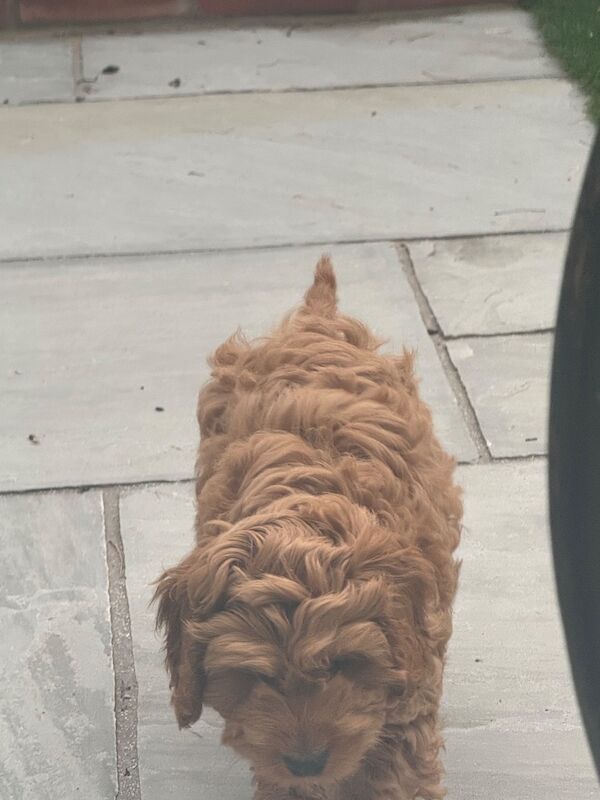 Male red cockapoo 12 weeks old - Image 5 of 10