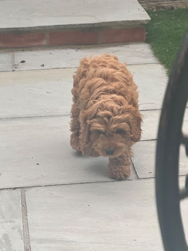 Male red cockapoo 12 weeks old - Image 6 of 10