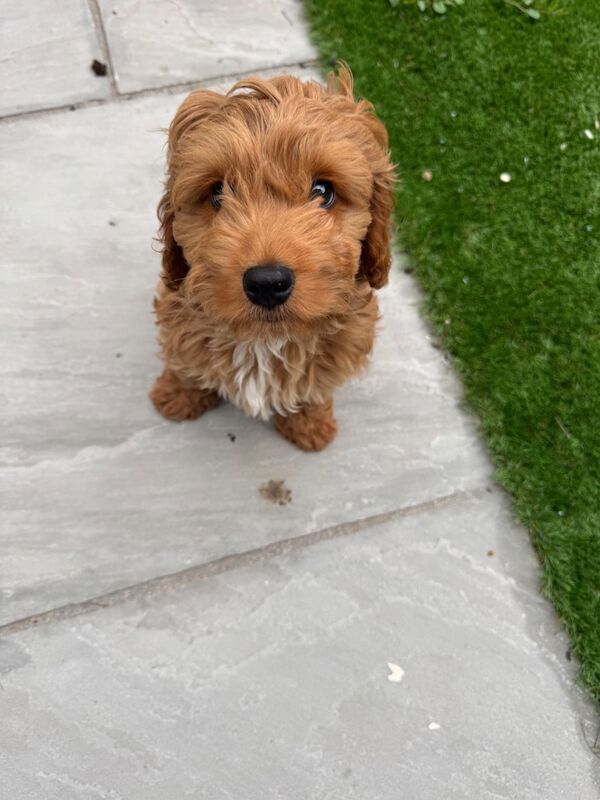 Male red cockapoo 12 weeks old - Image 7 of 10