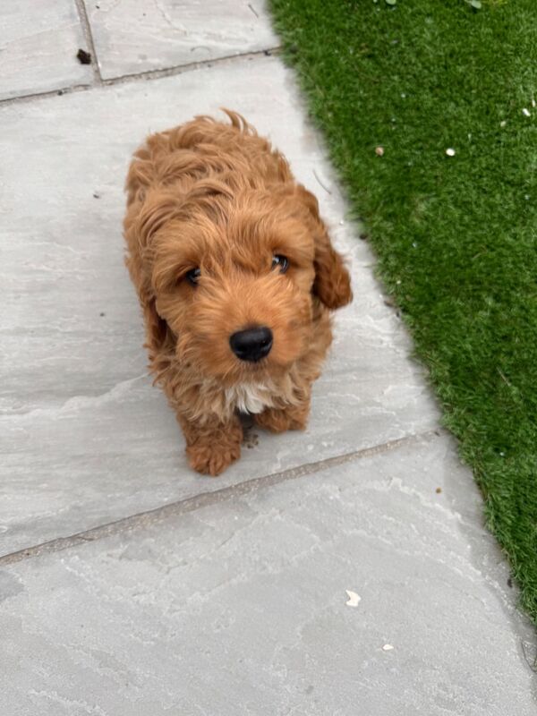 Male red cockapoo 12 weeks old - Image 8 of 10