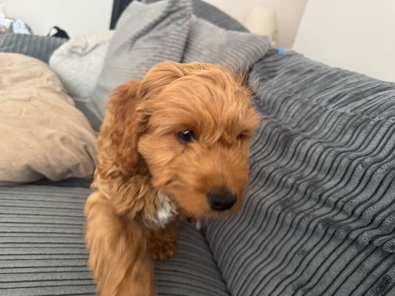 Male red cockapoo 12 weeks old - Image 9 of 10