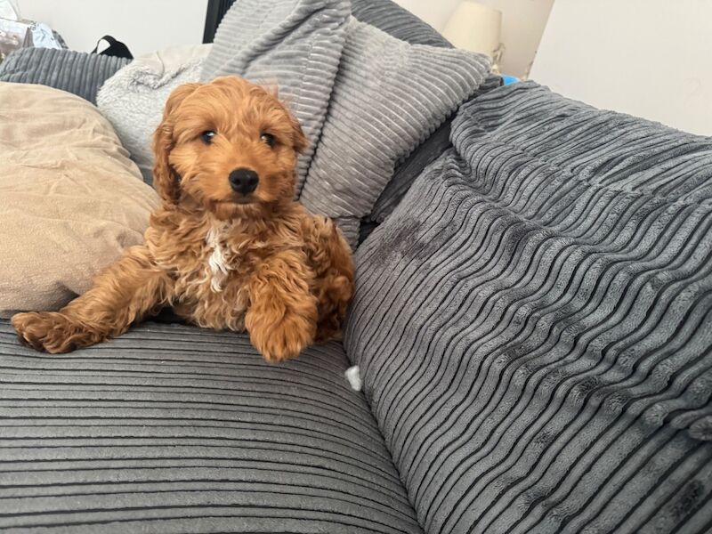 Male red cockapoo 12 weeks old - Image 10 of 10