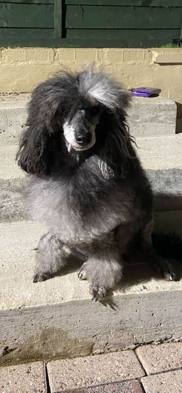 Mearle (named by colour) - Image 3 of 3