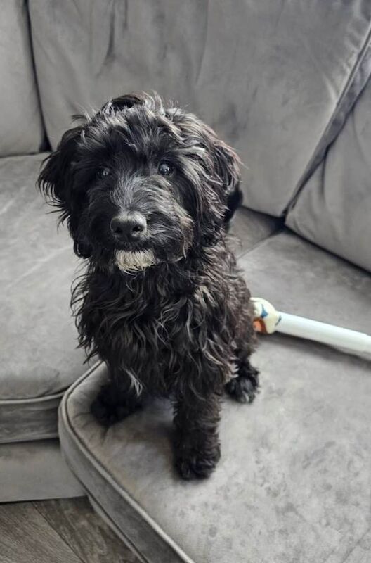 Cockapoo puppies for sale in Didcot, Oxfordshire – 2 years old