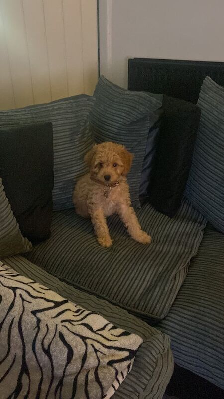 Cockapoo puppies for sale in Chadderton, Greater Manchester – 3 months old