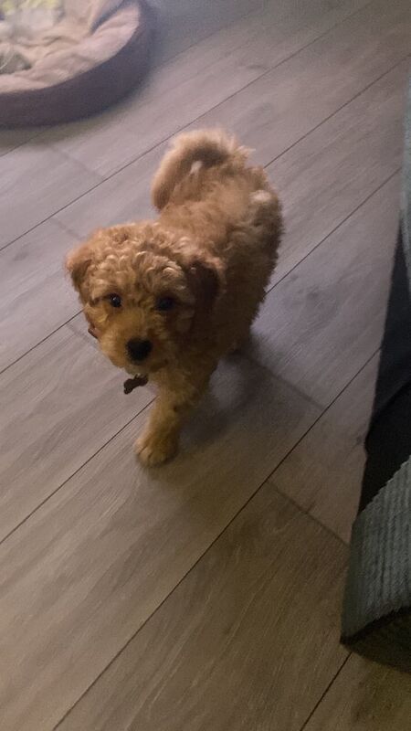 Mini cockapoo - Image 2 of 2