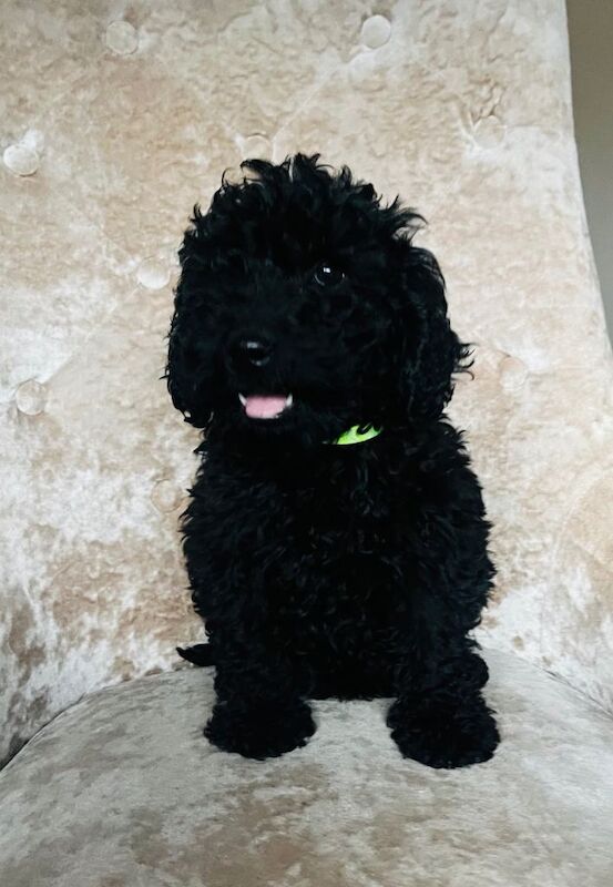 Mini cockapoo full black