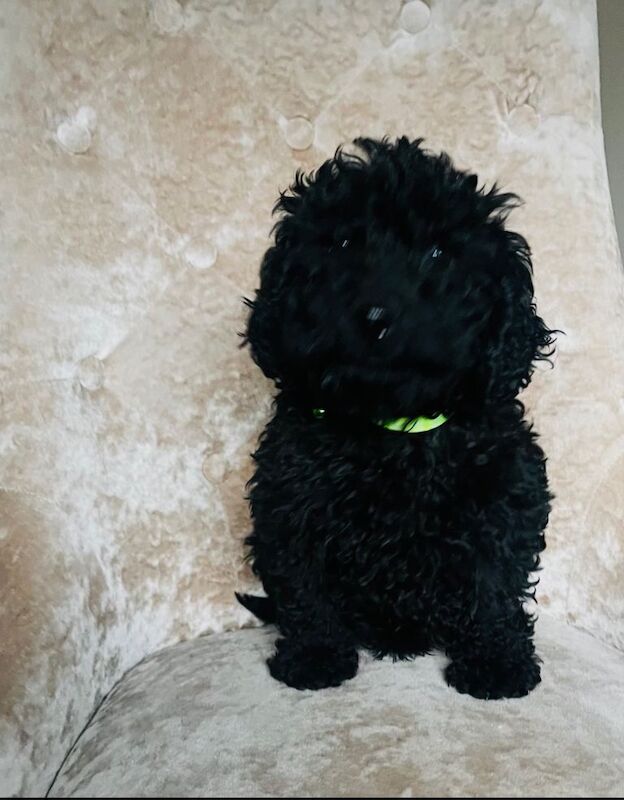 Mini cockapoo full black - Image 2 of 3
