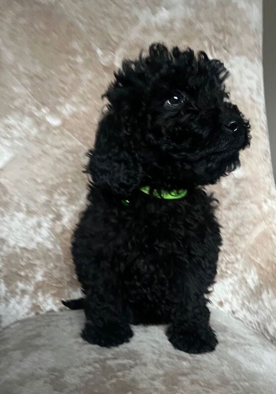 Mini cockapoo full black - Image 3 of 3