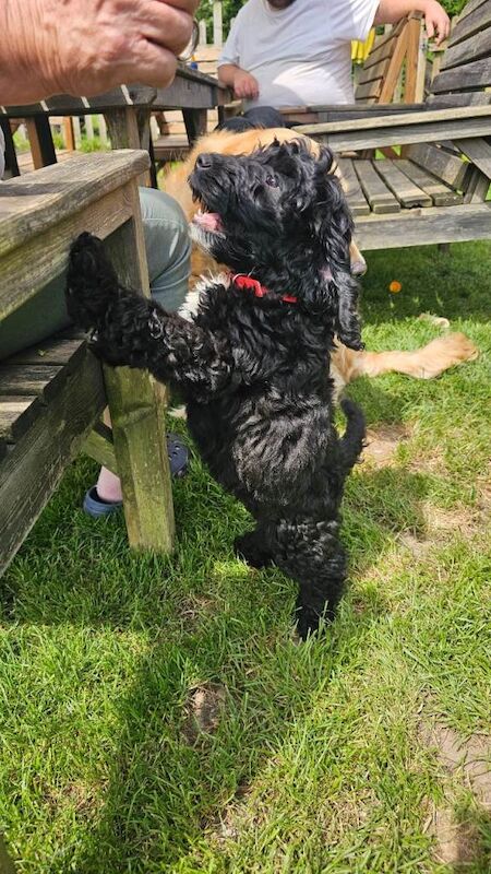 Miniature Cockapoo Puppies For Sale