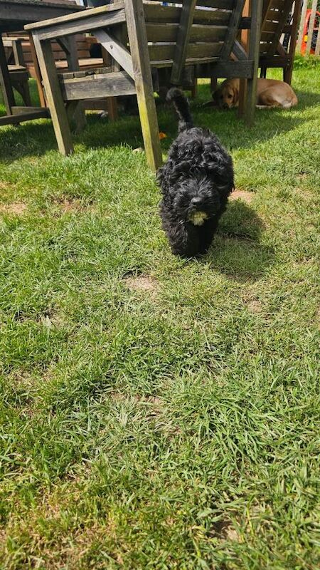 Mini Cockapoo fully vaccinated puppy for sale - Image 2 of 3