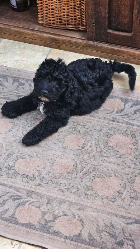 Mini Cockapoo fully vaccinated puppy for sale - Image 3 of 3