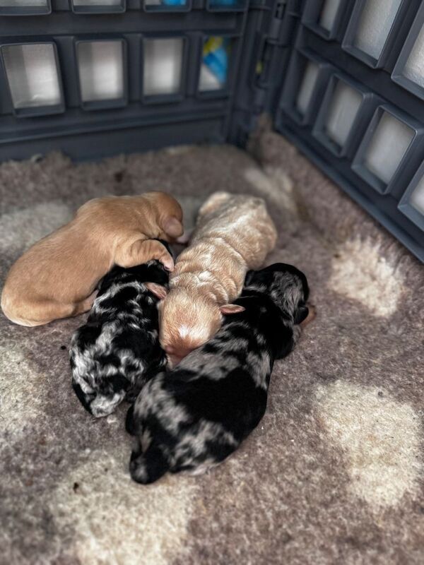 Cockapoo Puppies For Sale