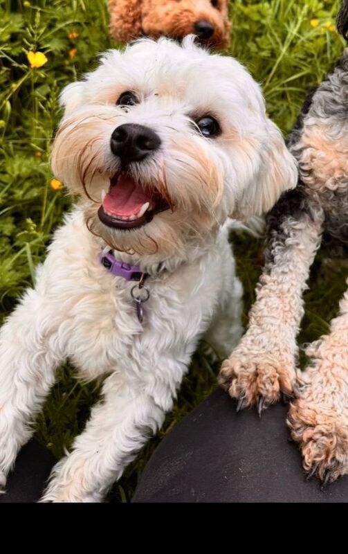 Mini Cockapoo puppies due! - Image 2 of 3