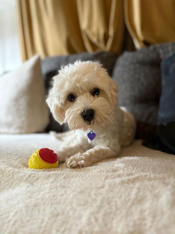 Mini Cockapoo puppies due! - Image 3 of 3