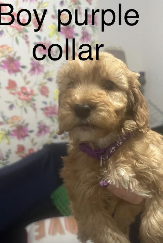 Cockapoo puppies for sale in Crook, Durham – 7 weeks old