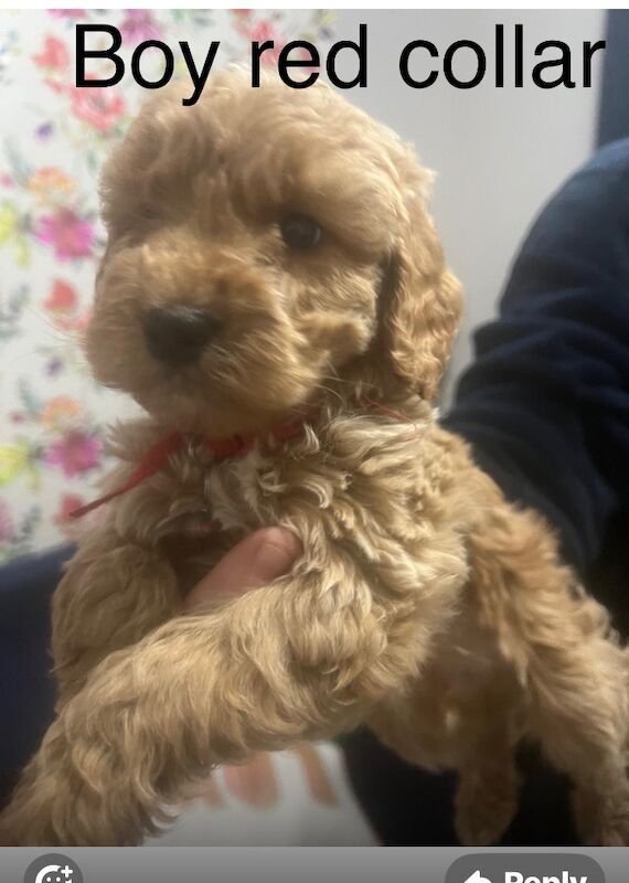 Cockapoo puppies for sale in Crook, Durham – 7 weeks old - Image 2 of 6