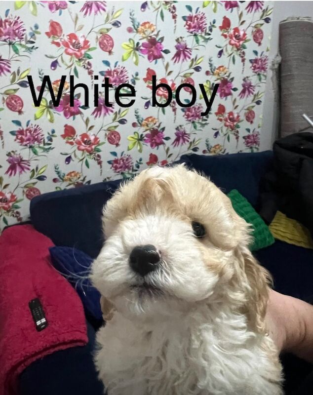 Cockapoo puppies for sale in Crook, Durham – 7 weeks old - Image 3 of 6