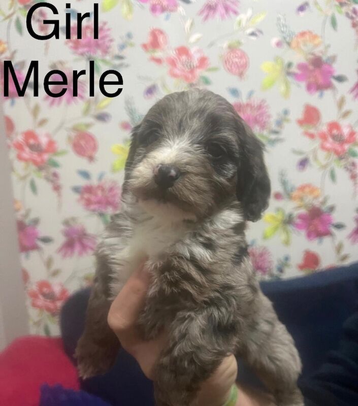 Cockapoo puppies for sale in Crook, Durham – 7 weeks old - Image 4 of 6