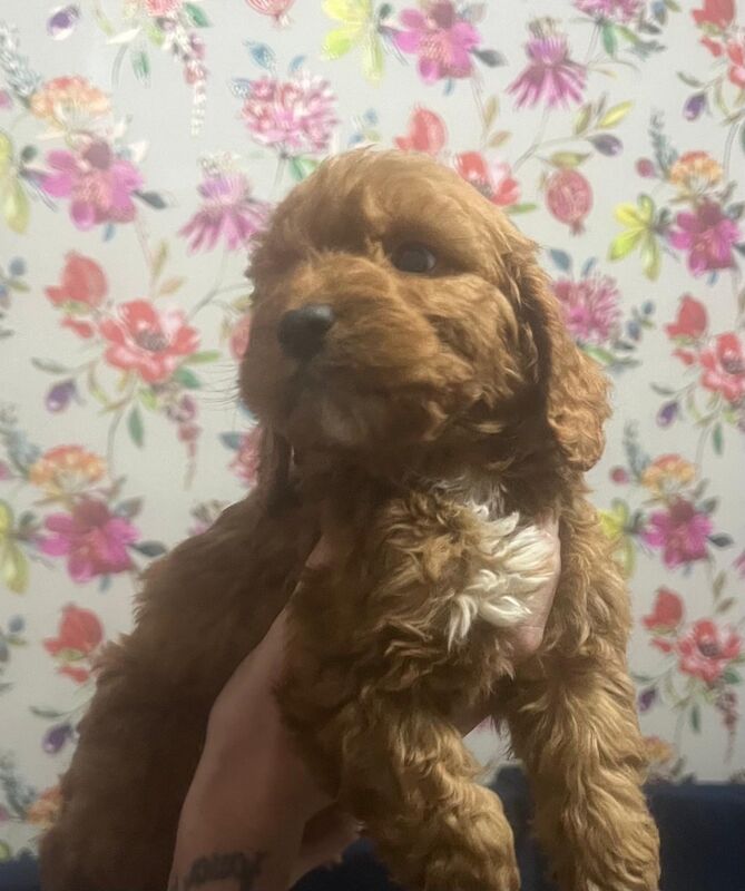 Cockapoo puppies for sale in Crook, Durham – 7 weeks old - Image 5 of 6