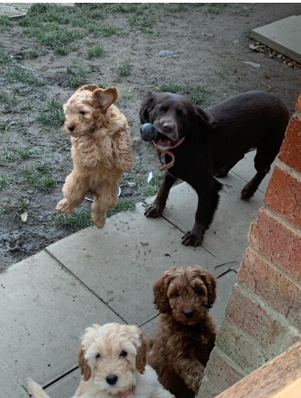 Mini F1 cockapoos - Image 3 of 3