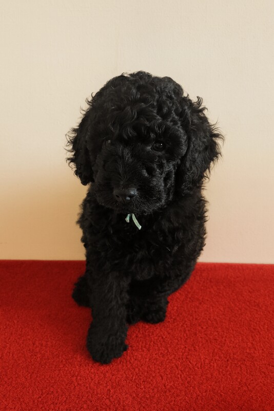 Cockapoo puppies for sale in Highland Boath, Nairn – 8 weeks old