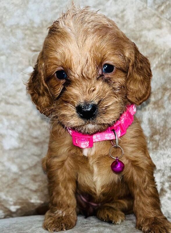 Apricot Cockapoo Puppies For Sale